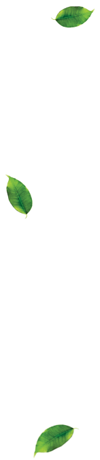leaves-sldier.png