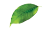 leaves-sldier01.png