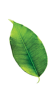 leaves-sldier02.png
