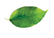 leaves-sldier03.png